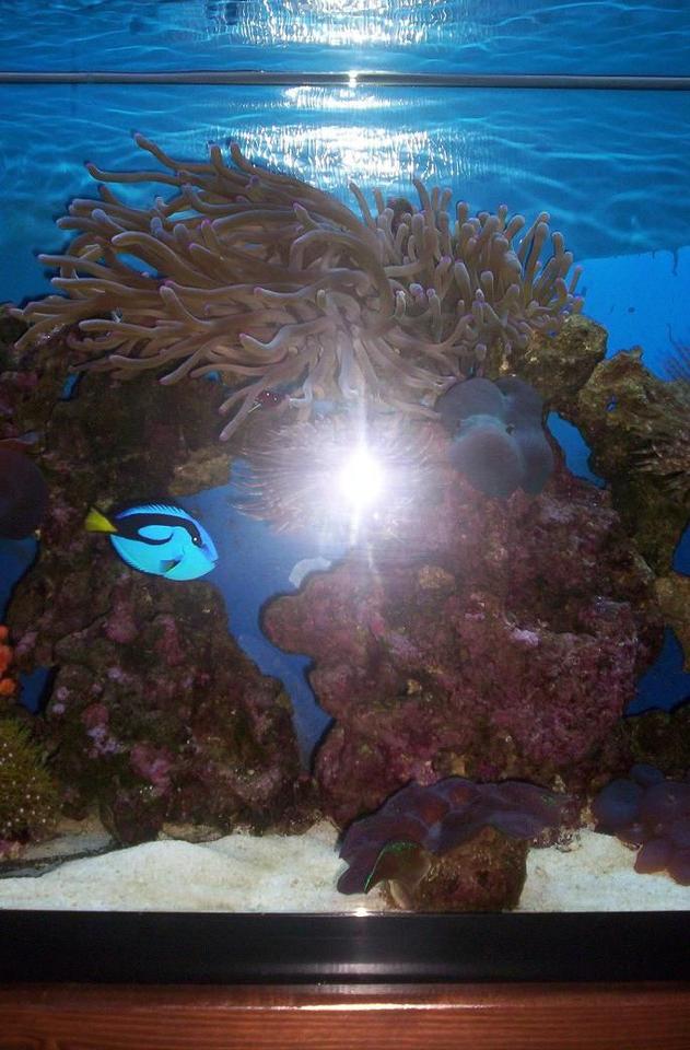 55 gallons reef tank (mostly live coral and fish) - 2008