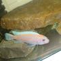 freshwater fish - maylandia estherae - cherry red cichlid stocking in 70 gallons tank - maylandia male