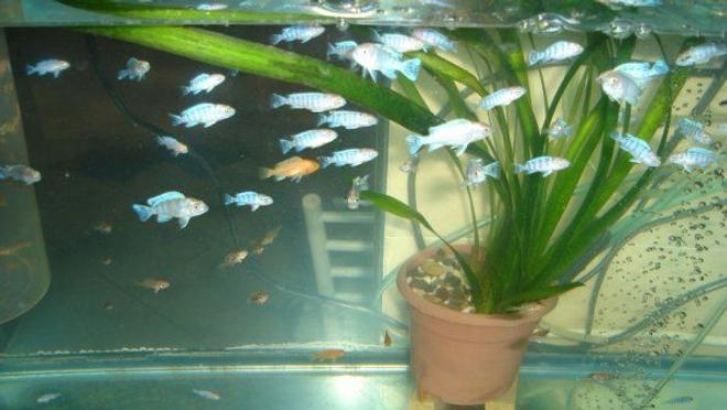 freshwater fish - maylandia callainos - blue cobalt cichlid stocking in 70 gallons tank - cichlides alevins