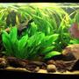 150 gallons planted tank (mostly live plants and fish) - 220l South American Biotope.
