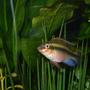 freshwater fish - pelvicachromis pulcher - kribensis cichlid stocking in 65 gallons tank - Male kribensis