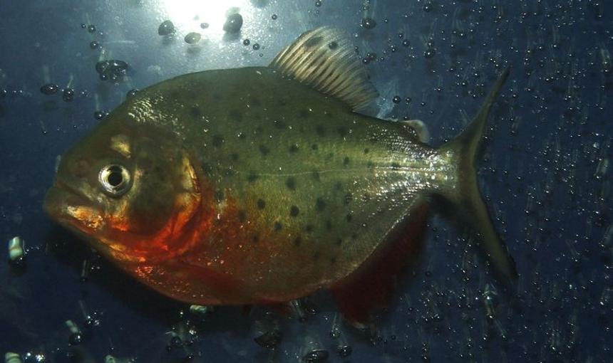 Rated #106: Freshwater Fish - Pygocentrus Nattereri - Redbellied Pirhana Stocking In 90 Gallons Tank - Piranha 6 months old