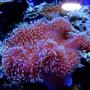corals inverts - sarcophyton sp. - toadstool mushroom leather coral stocking in 46 gallons tank - My Toadstool Leather Coral