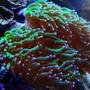 corals inverts - euphyllia glabrescens - torch coral stocking in 46 gallons tank - Green Frogspawn