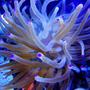 corals inverts - condylactis gigantea - condy anemone stocking in 46 gallons tank - Purple Tip Anemone