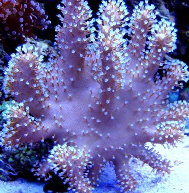 corals inverts - lobophytum sp. - devil's hand leather coral stocking in 46 gallons tank - Devil's Hand Leather Coral