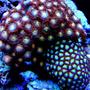 corals inverts - zoanthus sp. - starburst zoanthids stocking in 46 gallons tank - Green and Pink Zoas