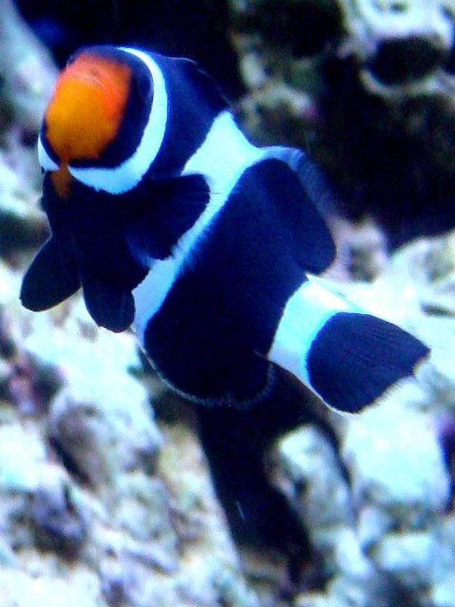saltwater fish - amphiprion ocellaris var. - black and white ocellaris clownfish stocking in 46 gallons tank - Bonnie - Black and White Clown Fish