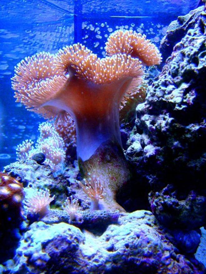 corals inverts - sarcophyton sp. - toadstool mushroom leather coral stocking in 46 gallons tank - Side view of my Toadstool Leather Coral