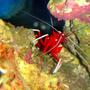 corals inverts - lysmata debelius - blood red fire shrimp stocking in 46 gallons tank - Clifford the Big Red Shrimp (Fire Shrimp)