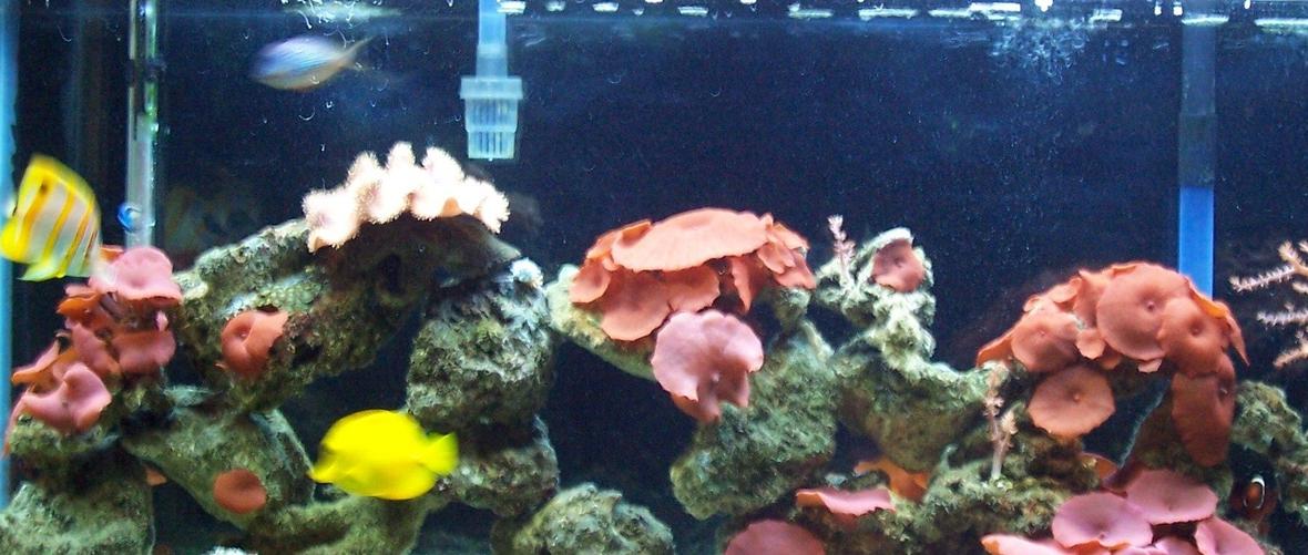 55 gallons reef tank (mostly live coral and fish) - 55 gallon