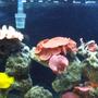 55 gallons reef tank (mostly live coral and fish) - 55 gallon