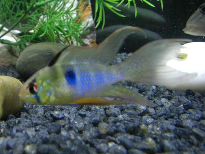 freshwater fish - papiliochromis ramirezi - german blue ram stocking in 75 gallons tank - This is one of my German Blue Rams.