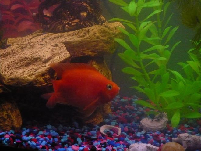 freshwater fish - heros severus x amphilophus citrinellum - blood parrot stocking in 55 gallons tank - my parrot chiclid in a 55g