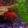 freshwater fish - heros severus x amphilophus citrinellum - blood parrot stocking in 55 gallons tank - my parrot chiclid in a 55g