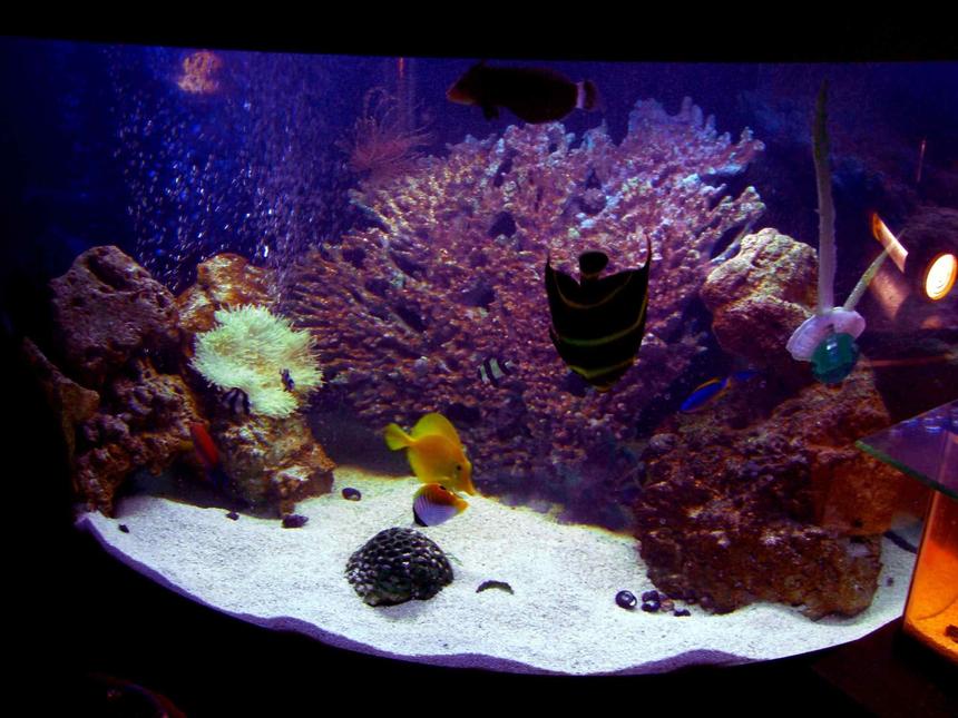 Rated #19: 54 Gallons Saltwater Fish Tank - When Tank First Started Out.