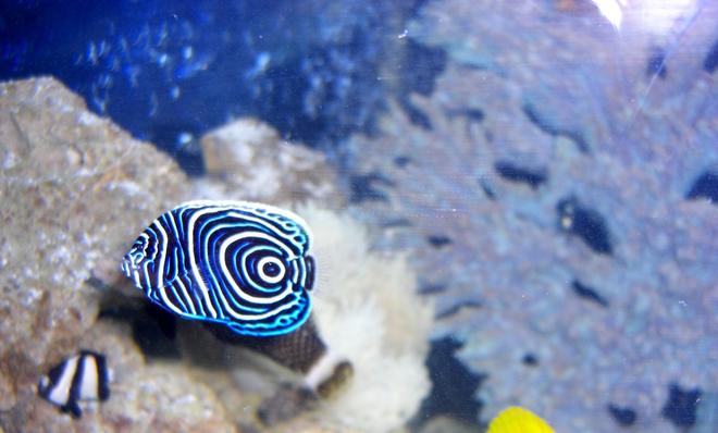 saltwater fish - pomacanthus imperator - imperator angelfish stocking in 54 gallons tank - Emperor AngelFish
