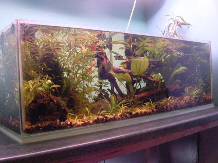 Rated #97: 19 Gallons Planted Tank - the tank is 36x12x12. it has 2 30watt grolux tubes suspended from the ceiling. it has a fluval 2 plus filter with a small external filter