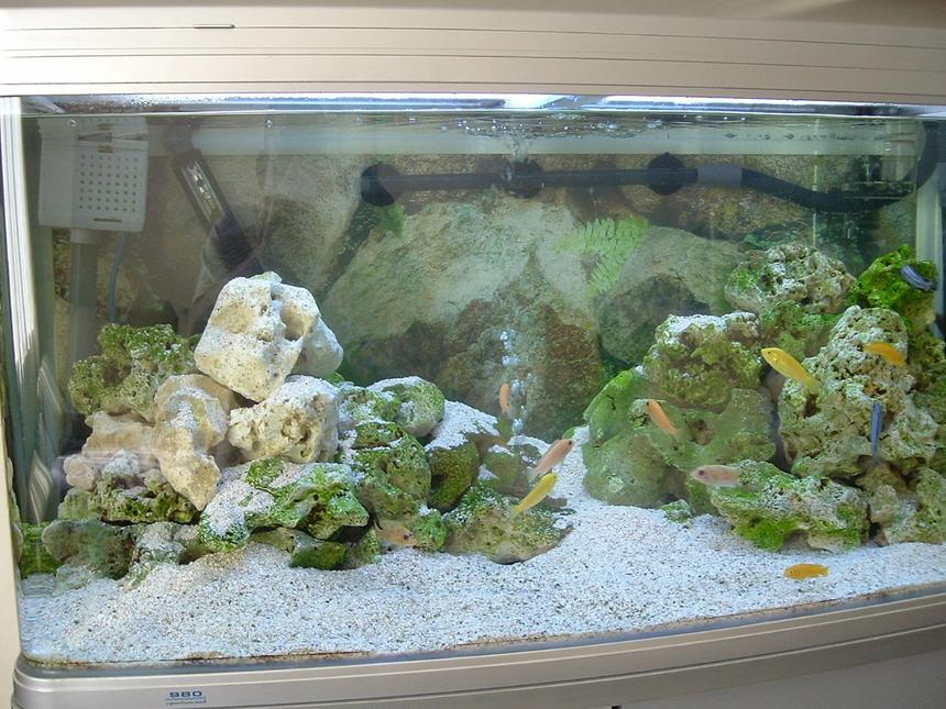 Rated #1578: 48 Gallons Freshwater Fish Tank - 215L (48g) Aqua One AR980 tank with 3 x Yellow Labs, 3 x Red Zebra's, 4 x Red Top Hongis, 2 x Rusty's, 4 x Saulosi, 2 x Fuelleborni & 1 x Bristlenose plec,  lots of rock and crushed coral substrate.