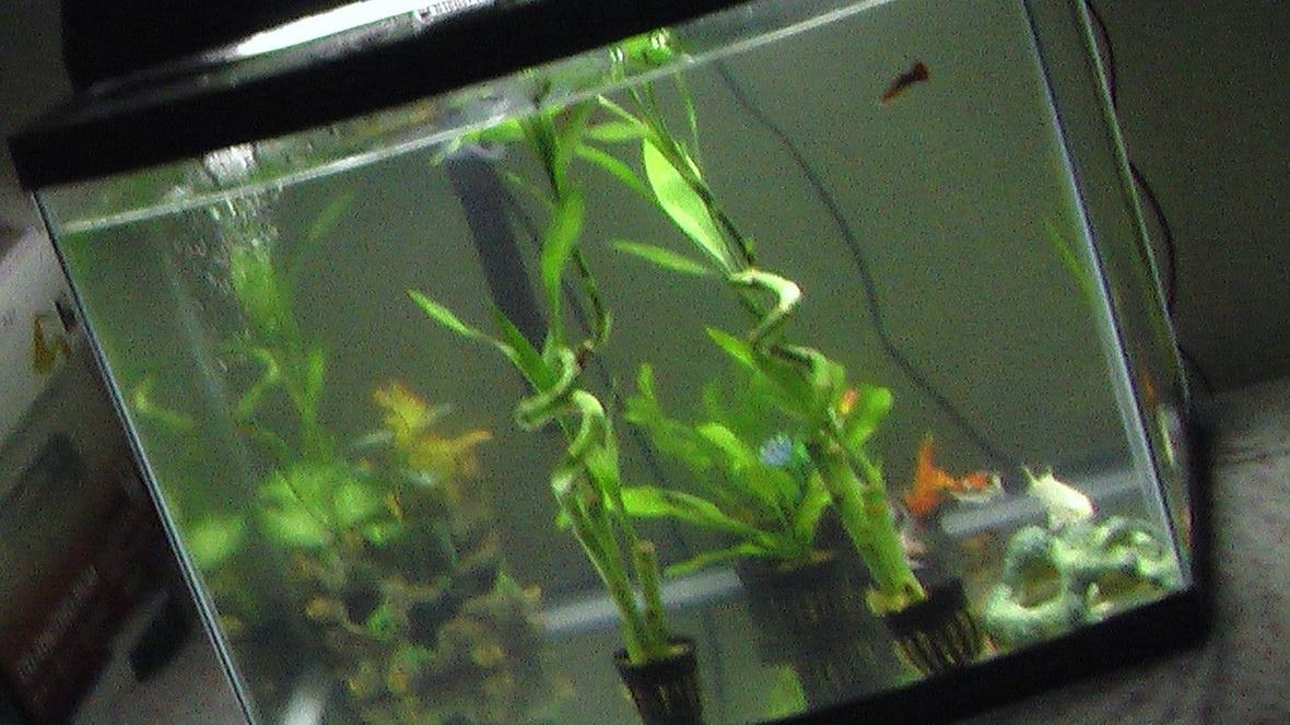 28 gallons freshwater fish tank (mostly fish and non-living decorations) - here a investment i fell good about i spent about 400dollars on a 28g tank i got like 6 live pant and 11 fish...and some decor it look decent