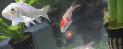 freshwater fish - cyprinus carpio - koi stocking in 28 gallons tank - it looks so nice...