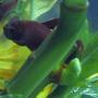 freshwater fish - betta splendens - halfmoon betta stocking in 28 gallons tank - my halfmoon betta..is super clean