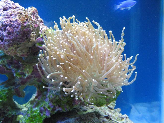 corals inverts - euphyllia glabrescens - torch coral stocking in 37 gallons tank - Torch coral