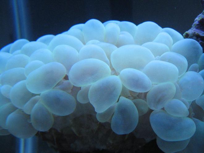 corals inverts - plerogyra sinuosa - bubble coral stocking in 37 gallons tank - Green bubble