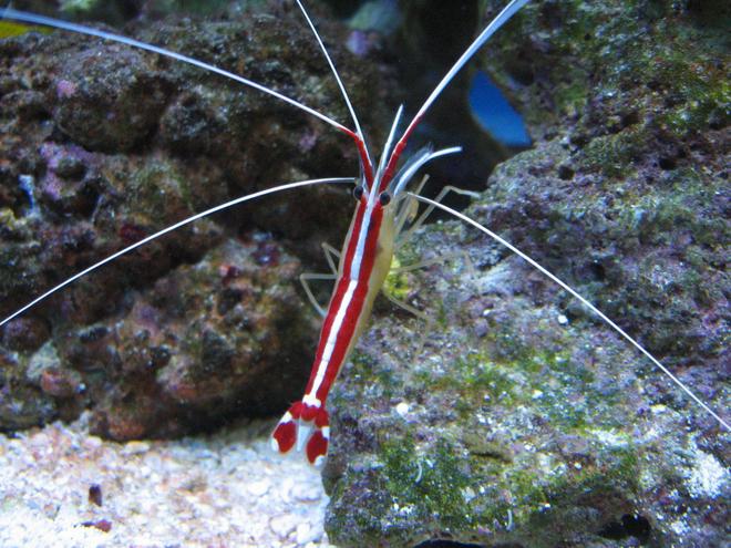 corals inverts - lysmata amboinensis - scarlet skunk cleaner shrimp stocking in 37 gallons tank - Scarlet cleaner