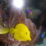 saltwater fish - zebrasoma flavescens - yellow tang - hawaii stocking in 55 gallons tank - ;)