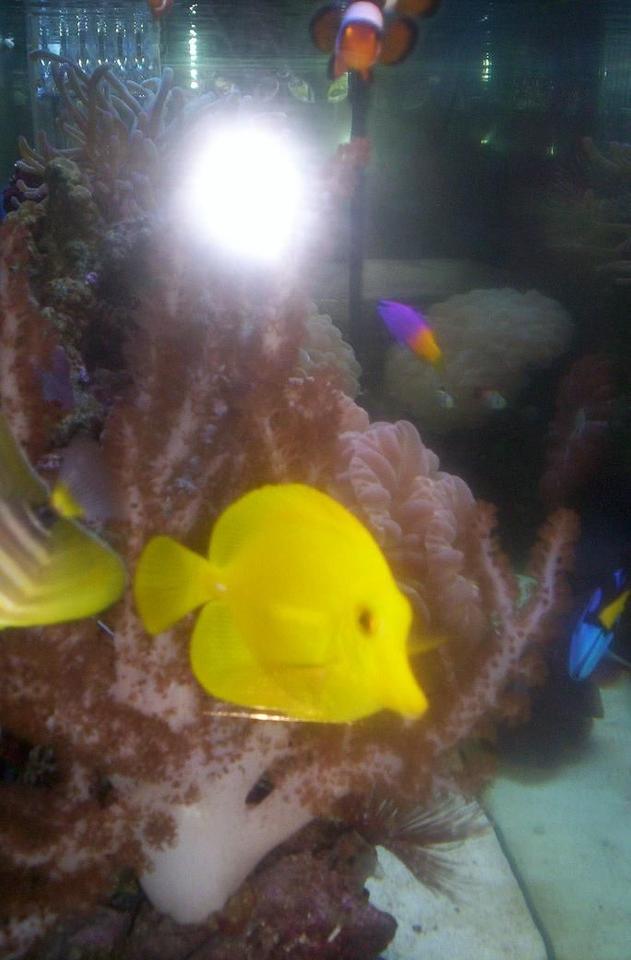 saltwater fish - zebrasoma flavescens - yellow tang - hawaii stocking in 55 gallons tank - ;)