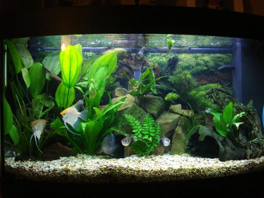 Rated #65: 60 Gallons Planted Tank - my juwel 180