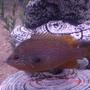 freshwater fish - lepomis macrochirus - bluegill - trouble