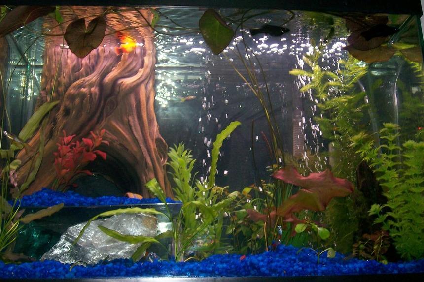 Rated #1956: 20 Gallons Planted Tank - 2 sunburts platties(one micky mouse)
2 Long Fined Leapord Danios
2 Black Mollies
1 Amano Shrimp
3 Ghost Shrimp
2 Khuli Loachs
2 Neon Tetras
1 Feeder Guppy
4 Otosyclits
1 Siamies Algea Eater

Hornwart
Red Luwigia
Aposomething bulbs
Lilly
A few plastic plants
Java moss on wood

Log in back is a fitler case :D