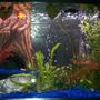 20 gallons planted tank (mostly live plants and fish) - 2 sunburts platties(one micky mouse) 2 Long Fined Leapord Danios 2 Black Mollies 1 Amano Shrimp 3 Ghost Shrimp 2 Khuli Loachs 2 Neon Tetras 1 Feeder Guppy 4 Otosyclits 1 Siamies Algea Eater Hornwart Red Luwigia Aposomething bulbs Lilly A few plastic plants Java moss on wood Log in back is a fitler case :D