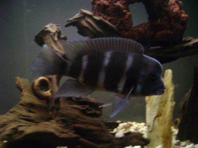 freshwater fish - cyphotilapia frontosa - frontosa cichlid stocking in 120 gallons tank - 7 Inch African Frontosa
Cyphotilapia Frontosa