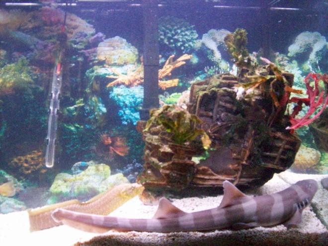 saltwater fish - chiloscyllium punctatum - cat shark, black banded stocking in 90 gallons tank - banded shark+ green wolf eel