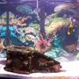 90 gallons saltwater fish tank (mostly fish, little/no live coral) - fish relaxing