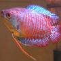 freshwater fish - colisa lalia - dwarf gourami stocking in 33 gallons tank - My Colisa Lalia (RIP)