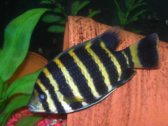 freshwater fish - tilapia buttikoferi - zebra tilapia stocking in 33 gallons tank - The Tilapia Buttikoferri i wish i haven't sold....