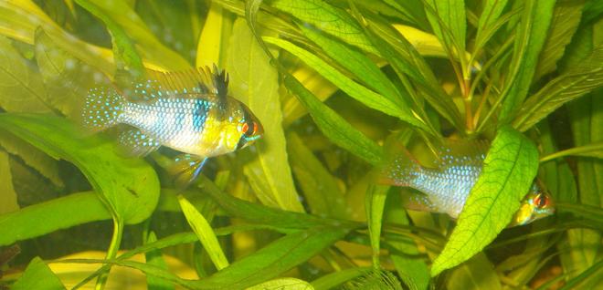 freshwater fish - papiliochromis ramirezi - german blue ram stocking in 55 gallons tank - My German Blue Ram Pair Betty & Ernie!
