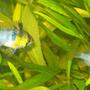 freshwater fish - papiliochromis ramirezi - german blue ram stocking in 55 gallons tank - My German Blue Ram Pair Betty & Ernie!