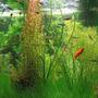 90 gallons planted tank (mostly live plants and fish) - End on.