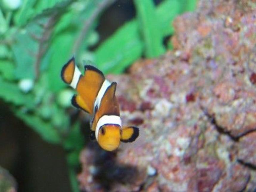Rated #68: Saltwater Fish - Amphiprion Percula - True Percula Clownfish Stocking In 12 Gallons Tank - Shemo-my first fish!