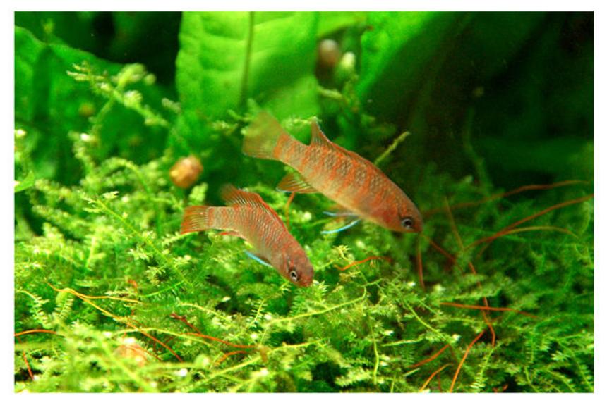 Rated #93: Freshwater Fish - Dario Dario - Scarlet Gem Badis Stocking In 15 Gallons Tank - Babis Babis (thats what they fish seller called it) :P