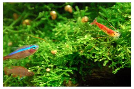freshwater fish - paracheirodon axelrodi - cardinal tetra stocking in 15 gallons tank - Tetra, Babis looking at Shrimpy (Tetra's color still not mature yet cause i took this shot 10 mins after i'd turn on the tank's lights)
