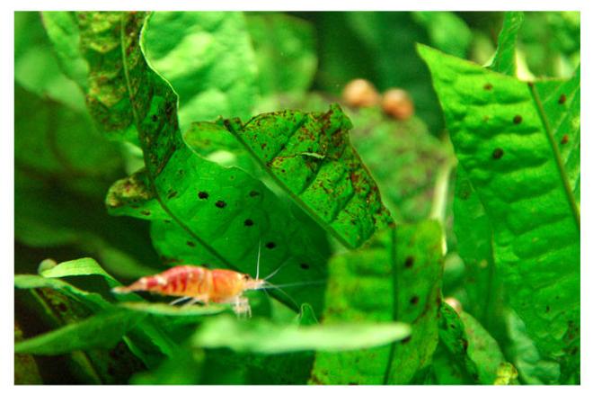 corals inverts - caridina sp. - red crystal shrimp stocking in 15 gallons tank - more of my Red Crystals Shrimp