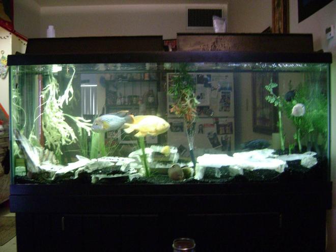 120 gallons freshwater fish tank (mostly fish and non-living decorations) - 120 gl