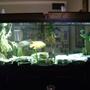 120 gallons freshwater fish tank (mostly fish and non-living decorations) - 120 gl