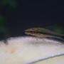 freshwater fish - otocinclus affinis - dwarf otocinclus stocking in 95 gallons tank - Otocinclus affinis
